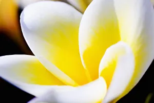 Thailand, Phuket, Kata Noi, Close Up Of Plumeria Flower Thailand, Phuket, Kata Noi, Close Up Of Plumeria Flower