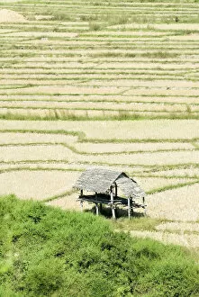 Images Dated 18th November 2006: Thailand, Thatched roof shelters in terraced rice paddies; Mae Sariang