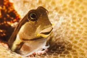 A Tiny Combtooth Blenny, Ecsenius Sp, Emerges From A Hole In Hard Coral Off The Island A Tiny Combtooth Blenny, Ecsenius Sp, Emerges From A Hole In Hard Coral Off The Island