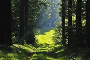Tire Tracks through Forest, Schleusegrund, Thuringian Forest, Thuringia, Germany Tire Tracks through Forest, Schleusegrund, Thuringian Forest, Thuringia, Germany