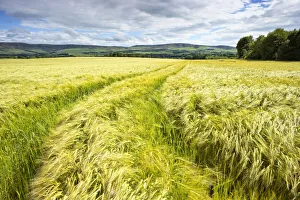 East Lothian Gallery: Tire Tracks in Wheat Field, East Lothian, Scotland