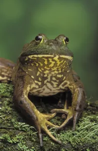 Tk0657, Thomas Kitchin; American Bullfrog. North America. Rana Catesbeiana Tk0657, Thomas Kitchin; American Bullfrog. North America. Rana Catesbeiana