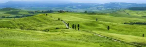 Track passing through green fields with cypress trees. Pienza, Siena Province, Val dŽOrcia, Tuscany, Italy Track passing through green fields with cypress trees. Pienza, Siena Province, Val dŽOrcia, Tuscany, Italy