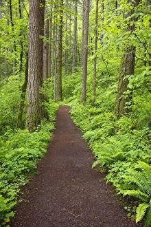 Images Dated 24th May 2010: A Trail In Columbia River Gorge National Scenic Area; Oregon, Usa