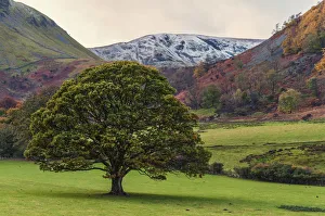 Tree In The Colourful Landscape Of The English Lake District As Winter Approaches; Cumbria, England Tree In The Colourful Landscape Of The English Lake District As Winter Approaches; Cumbria, England