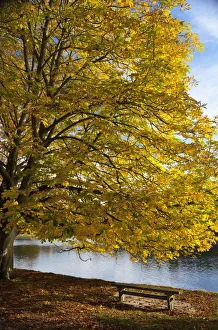 A Tree With Golden Leaves And A Park Bench On The Edge Of The Water In Autumn A Tree With Golden Leaves And A Park Bench On The Edge Of The Water In Autumn