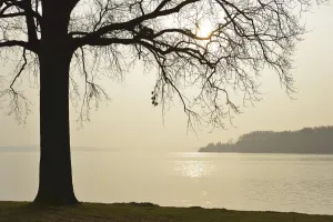 Tree at lakefront in Morning, Lake Schwerin, Schweriner Innensee, Schwerin, Western Pomerania, Mecklenburg-Vorpommern Tree at lakefront in Morning, Lake Schwerin, Schweriner Innensee, Schwerin, Western Pomerania, Mecklenburg-Vorpommern