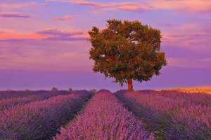 Tree in Lavender Field at Sunset, Valensole Plateau, Alpes-de-Haute-Provence, Provence-Alpes-Cote dŽAzur, Provence Tree in Lavender Field at Sunset, Valensole Plateau, Alpes-de-Haute-Provence, Provence-Alpes-Cote dŽAzur, Provence