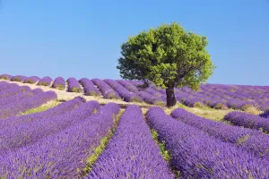 Tree in Lavender Field, Valensole Plateau, Alpes-de-Haute-Provence, Provence-Alpes-Cote dŽAzur, Provence, France Tree in Lavender Field, Valensole Plateau, Alpes-de-Haute-Provence, Provence-Alpes-Cote dŽAzur, Provence, France