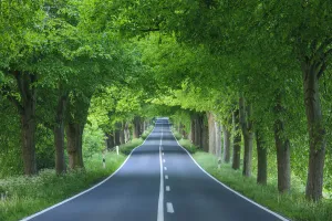 Tree-lined street shaded with lime trees in spring on the Island of Ruegen in Mecklenburg-Western Pommerania, Germany Tree-lined street shaded with lime trees in spring on the Island of Ruegen in Mecklenburg-Western Pommerania, Germany