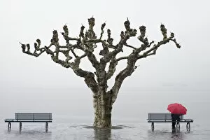 Images Dated 1st May 2013: A tree and a person with a red umbrella at the waters edge; Ascona ticino switzerland