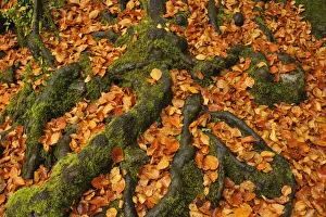 Tree Roots and Leaves, Triberg im Schwarzwald, Schwarzwald-Baar, Black Forest, Baden-Wurttemberg, Germany Tree Roots and Leaves, Triberg im Schwarzwald, Schwarzwald-Baar, Black Forest, Baden-Wurttemberg, Germany