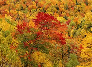Trees in Autumn, Cape Breton Highlands National Park, Nova Scotia, Canada Trees in Autumn, Cape Breton Highlands National Park, Nova Scotia, Canada