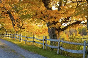 Images Dated 10th October 2011: Trees In Autumn Colours And A Fence Line A Road; Lawrenceville, Quebec, Canada