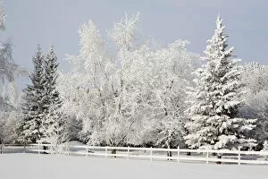 Images Dated 19th December 2010: Trees Covered With Snow And Frost; Calgary, Alberta, Canada