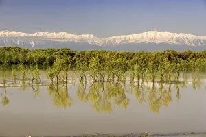 Trees Along Shoreline With Mountains In The Background Trees Along Shoreline With Mountains In The Background