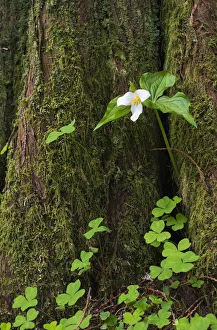 A Trillium Grows From The Trunk Of A Western Red Cedar Tree; Jewell, Oregon, United States Of America A Trillium Grows From The Trunk Of A Western Red Cedar Tree; Jewell, Oregon, United States Of America