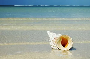 Tropical Seashell On The Beach With Gorgeous Clear Blue Ocean Behind Tropical Seashell On The Beach With Gorgeous Clear Blue Ocean Behind