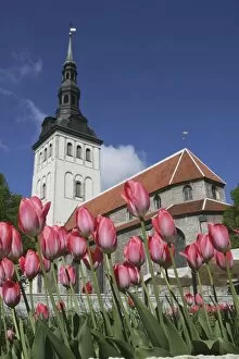 Images Dated 18th May 2008: Tulips Outside Niguliste Church, Tallinn, Estonia
