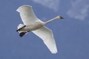 A Tundra Swan Flys Through The Blue Sky Near Portage, Southcentral Alaska, Autumn A Tundra Swan Flys Through The Blue Sky Near Portage, Southcentral Alaska, Autumn