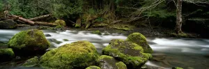 Tunnel Creek, Olympic National Forest, Washington Tunnel Creek, Olympic National Forest, Washington