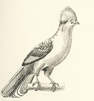 Turaco, Corythaix Persa. From The National Encyclopaedia, Published C.1890 Turaco, Corythaix Persa. From The National Encyclopaedia, Published C.1890