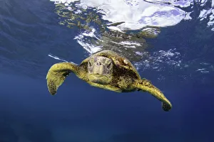 Turtle swimming below the surface of the water and looking at the camera, Hawaii, USA Turtle swimming below the surface of the water and looking at the camera, Hawaii, USA