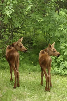 Twin Moose Calves 2-3 Weeks Old In Backyard Sc Ak Summer Anchorage Twin Moose Calves 2-3 Weeks Old In Backyard Sc Ak Summer Anchorage