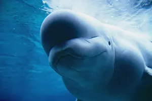 Underwater Close Up View Of A Captive Beluga Whale Swimming Near The Surface At The Pt Underwater Close Up View Of A Captive Beluga Whale Swimming Near The Surface At The Pt