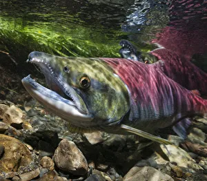 Underwater View Of A Female Sockeye Salmon (Oncorhynchus Nerka Underwater View Of A Female Sockeye Salmon (Oncorhynchus Nerka