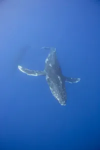 Underwater View Of A Humpback Whale (Megaptera Novaeangliae); Maui, Hawaii, United States Of America Underwater View Of A Humpback Whale (Megaptera Novaeangliae); Maui, Hawaii, United States Of America