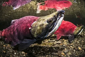 Underwater View Of A Male Sockeye Salmon (Oncorhynchus Nerka) In Power Creek Near Cordova Underwater View Of A Male Sockeye Salmon (Oncorhynchus Nerka) In Power Creek Near Cordova