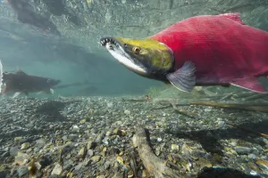 Underwater View Of A Male Sockeye Salmon In Power Creek Near Cordova, Southcentral Alaska Underwater View Of A Male Sockeye Salmon In Power Creek Near Cordova, Southcentral Alaska