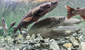 Underwater View Of Maturing Coho Salmon (Oncorhynchus Kisutch) Holding In A Pool Underwater View Of Maturing Coho Salmon (Oncorhynchus Kisutch) Holding In A Pool