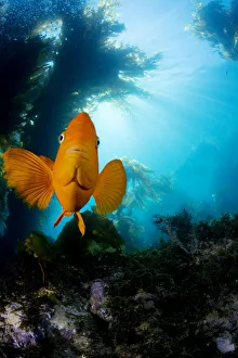 USA, California, Garibaldi Fish (Hypsypops Rubicundus) In Kelp Forest (Macrocystis Pyrifera); Catalina Island USA, California, Garibaldi Fish (Hypsypops Rubicundus) In Kelp Forest (Macrocystis Pyrifera); Catalina Island