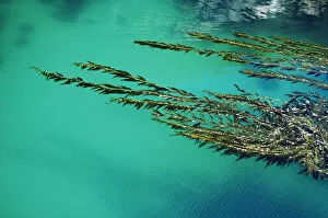 Unique Gallery: USA, California, Seaweed floating in turquoise ocean water on coastline; Big Sur
