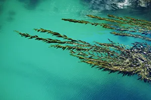 Images Dated 2nd January 2007: USA, California, Seaweed floating in turquoise ocean water on coastline; Big Sur