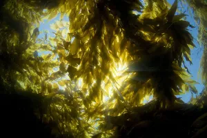 USA, California, Sunlight streaming through forest of Giant Kelp (Macrocystis Pyrifera); Catalina Island USA, California, Sunlight streaming through forest of Giant Kelp (Macrocystis Pyrifera); Catalina Island
