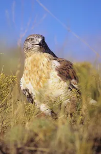 USA, Close up of Feruginous Hawk (Buteo Regalis) in dry grass; Colorado USA, Close up of Feruginous Hawk (Buteo Regalis) in dry grass; Colorado