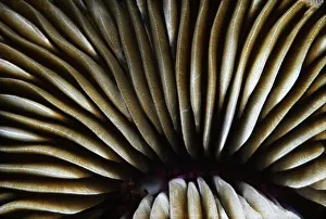 USA, Close-Up Of Mushroom Coral (Fungia Scutaria); Hawaii USA, Close-Up Of Mushroom Coral (Fungia Scutaria); Hawaii