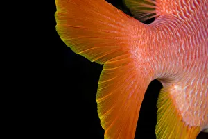 USA, Close-Up Of Tail; Hawaii Islands, Longjaw Squirrelfish (Sargocentron Spiniferum) USA, Close-Up Of Tail; Hawaii Islands, Longjaw Squirrelfish (Sargocentron Spiniferum)