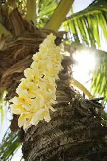 Images Dated 8th November 2006: USA, Close-up of yellow Plumeria Lei hanging from palm tree; Hawaii Islands