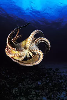 USA, Day Octopus (Octopus Cyanea) swimming in Ocean; Hawaii