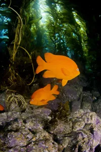 USA, Garibaldi Fish (Hypsypops Rubicundus) In Kelp Forest (Macrocystis Pyrifera); California USA, Garibaldi Fish (Hypsypops Rubicundus) In Kelp Forest (Macrocystis Pyrifera); California
