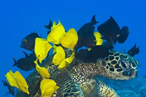 USA, Goldring Surgeonfish and Yellow Tangs cleaning algae from shell of Green Sea Turtle (Chelonia Mydas) USA, Goldring Surgeonfish and Yellow Tangs cleaning algae from shell of Green Sea Turtle (Chelonia Mydas)