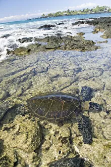Images Dated 19th May 2006: USA, Green Sea Turtle (Chelonia Mydas) Endangered Species; Hawaii Islands