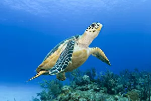 Images Dated 15th July 2002: USA, Green Sea Turtle (Chelonia Mydas) Endangered Species; Hawaii Islands