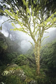 Images Dated 30th March 1999: USA, Hawaii, Maui, Foggy Scenic; Kaupo, Lush Greenery, Tree With Moss Growth