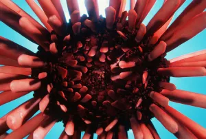 USA, (Heterocentrotus Mammillatus); Hawaii, Slate Pencil Urchin USA, (Heterocentrotus Mammillatus); Hawaii, Slate Pencil Urchin