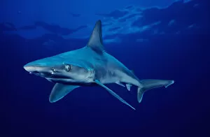 Images Dated 4th August 1999: USA, Sandbar Shark (Carcharhinus Plumbeus) in clear blue water near surface; Hawaii Islands